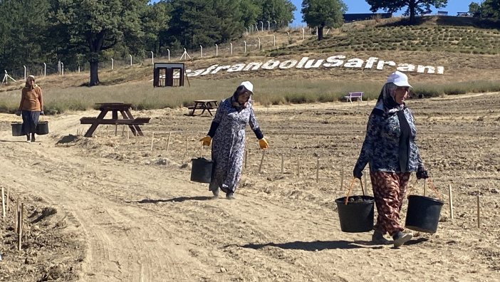 bir-ilcemize-de-adini-veriyor-kilosu-450-bin-tl-ekim-basladi-002.jpg