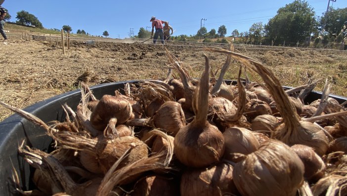 bir-ilcemize-de-adini-veriyor-kilosu-450-bin-tl-ekim-basladi.jpg