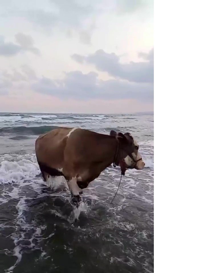 sicaktan-bunalan-inek-solugu-denizde-aldi.jpg