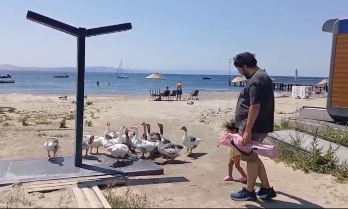 sartli-tahliye-edilen-kazlar-sahile-in-874572-259795.jpg