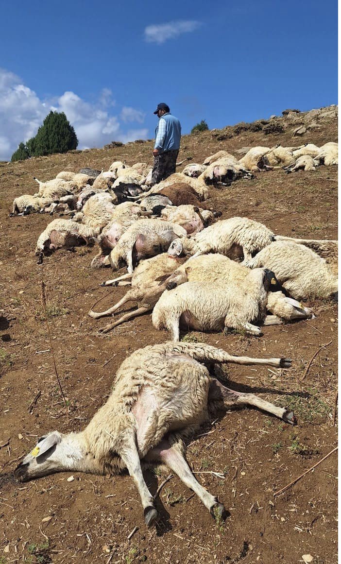 yaylada-otlayan-suruye-yildirim-dustu-onlarca-hayvan-telef-oldu.jpg