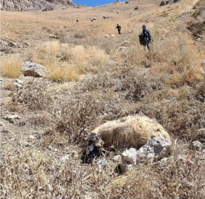 yayladaki-koyunlara-kurt-saldirdi-onlarcasi-telef-oldu-002.jpg