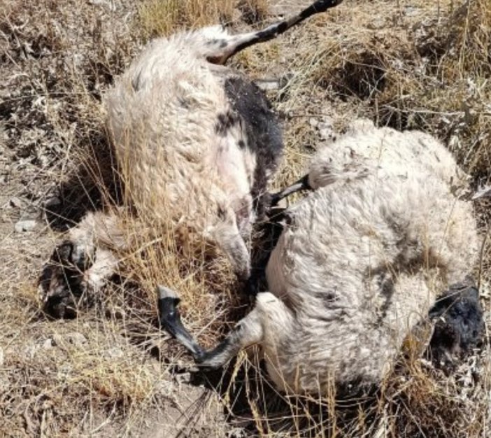 yayladaki-koyunlara-kurt-saldirdi-onlarcasi-telef-oldu.jpg
