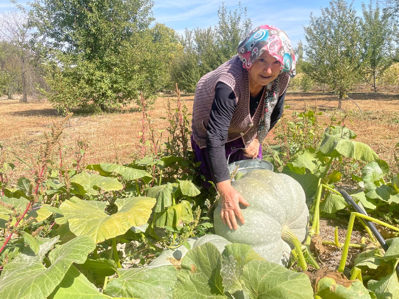 gubreyle-buyuttugu-kabaklari-40-kilo-oldu-torunum-kadar-olmus.jpg