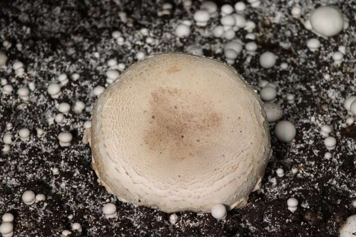 konya-kompostuyla-yilda-80-ton-mantar-uretiyor-talebe-yetisemiyor-erzurum