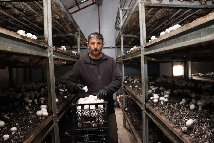 konya-kompostuyla-yilda-80-ton-mantar-uretiyor-talebe-yetisemiyor-erzurum