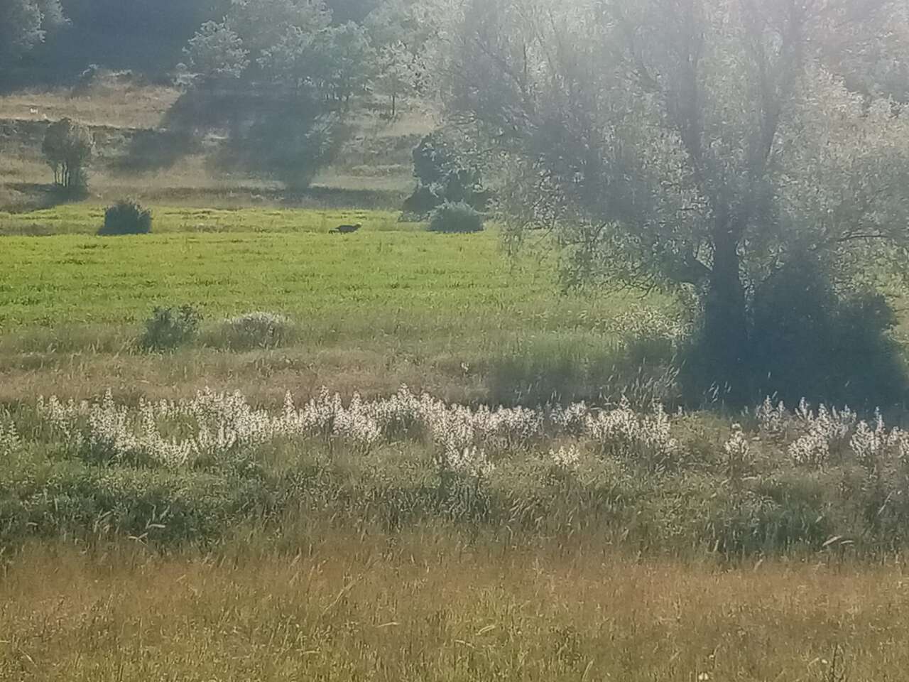 konyada-kimsenin-gorse-donup-bakmadigindan-para-kazaniyorlar-derebucak-kuru-ot