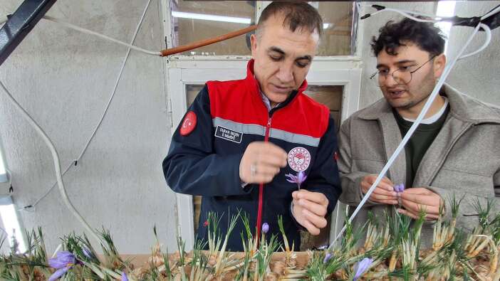 dunyanin-en-pahali-urununu-konyada-yetistiriyor-safran