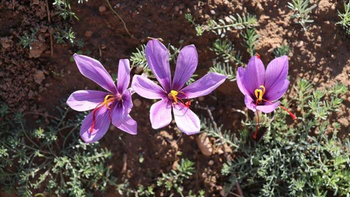 dunyanin-en-pahali-urununu-konyada-yetistiriyor-safran