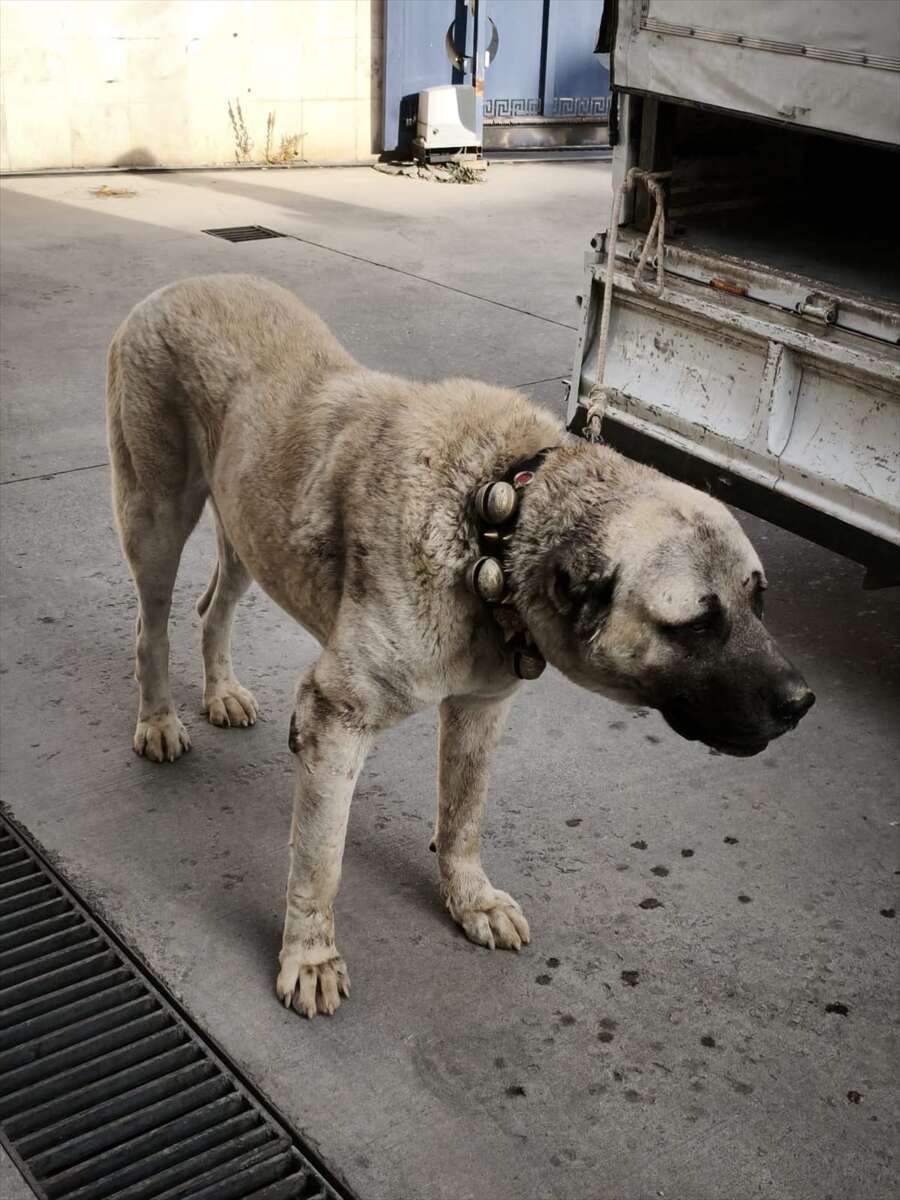 kopek-dovusturen-12-kisi-sucustu-yakalandi-afyonkarahisar