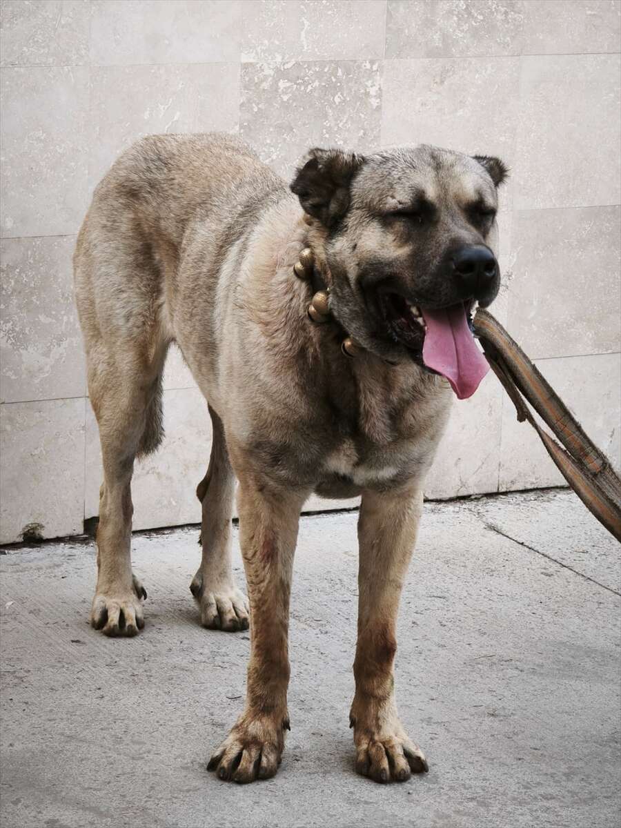 kopek-dovusturen-12-kisi-sucustu-yakalandi-afyonkarahisar