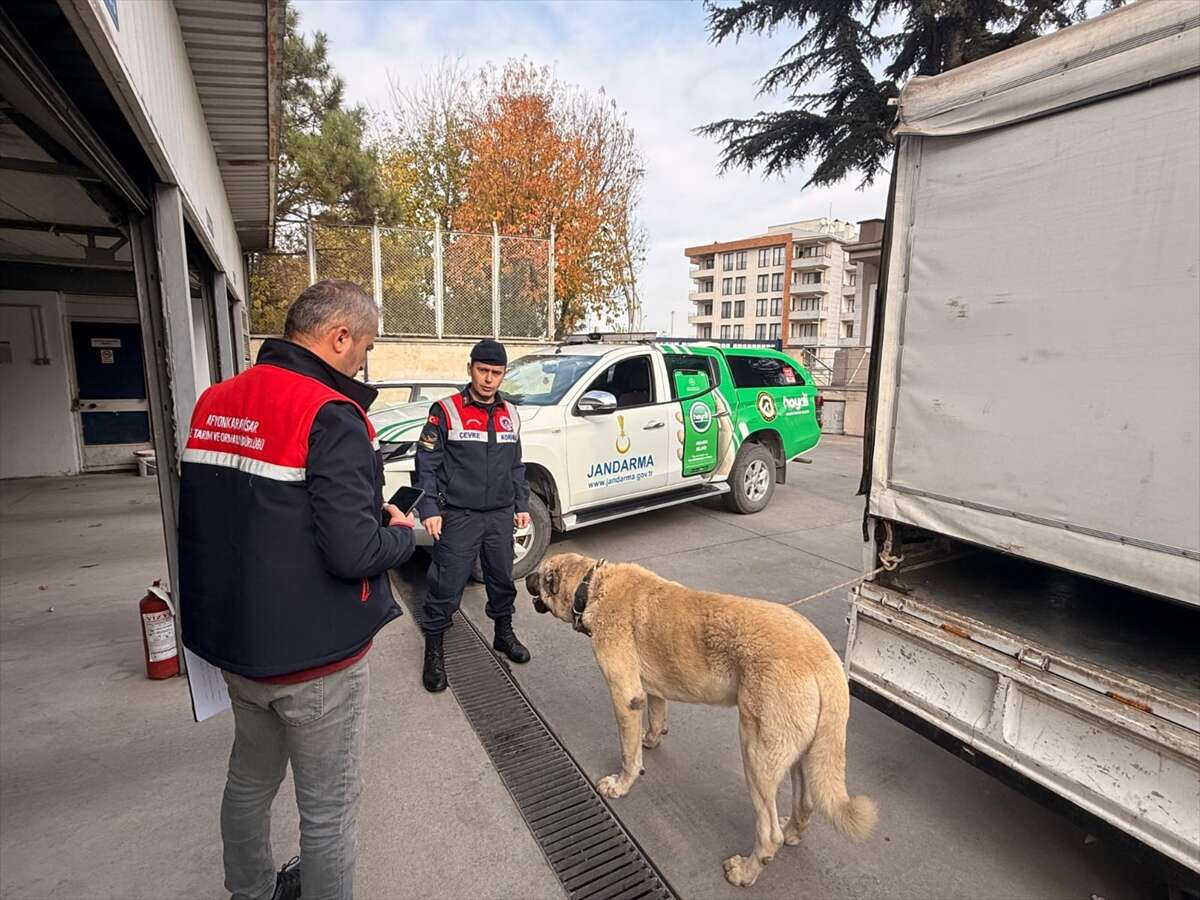 kopek-dovusturen-12-kisi-sucustu-yakalandi-afyonkarahisar