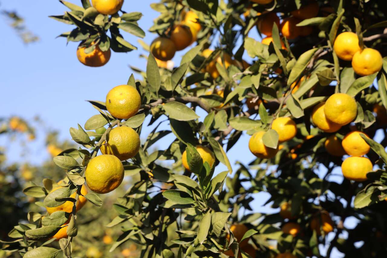 markette-30-tarlada-2-lira-tonlarca-urunu-ucretsiz-dagittilar