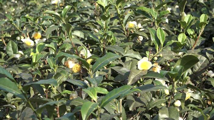 bu-cayin-kilosu-6-bin-tlden-satiliyor