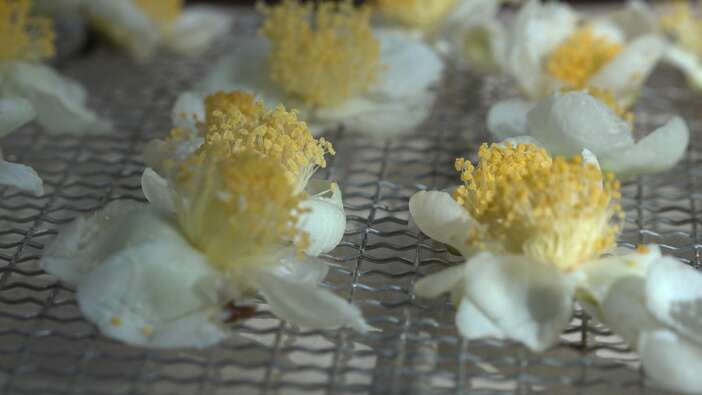 bu-cayin-kilosu-6-bin-tlden-satiliyor