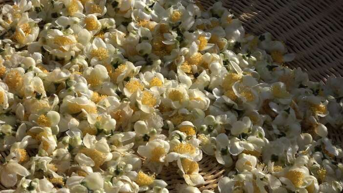 bu-cayin-kilosu-6-bin-tlden-satiliyor