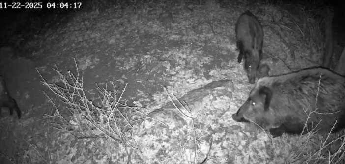 konyada-fotokapana-yansiyan-ilginc-goruntu