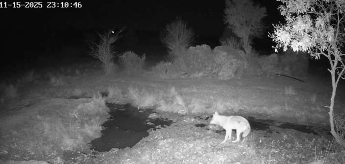 konyada-fotokapana-yansiyan-ilginc-goruntu