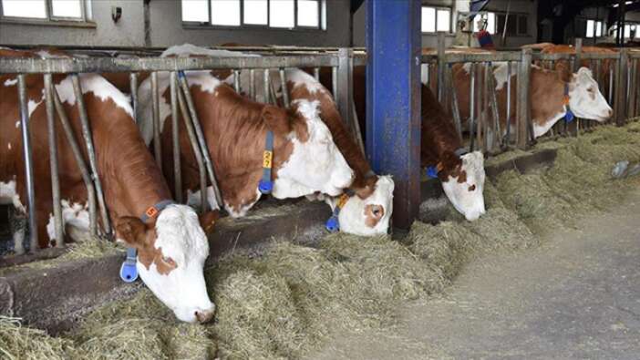 sap-hastaligi-konyali-besicileri-de-vurdu