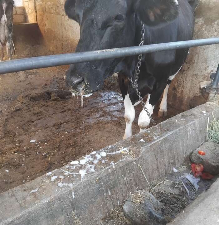 sap-hastaligi-konyali-besicileri-de-vurdu