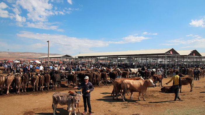 sap-hastaligi-konyali-besicileri-de-vurdu