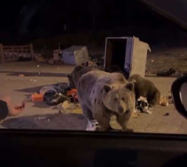 ayiyi-eliyle-beslemek-istedi-olanlar-oldu-olay-anina-ait-goruntuler-kameraya-yansidi