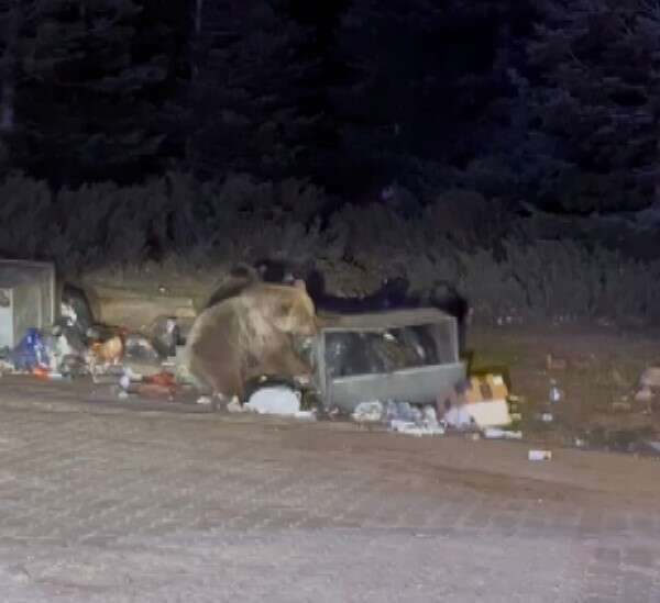 ayiyi-eliyle-beslemek-istedi-olanlar-oldu-olay-anina-ait-goruntuler-kameraya-yansidi