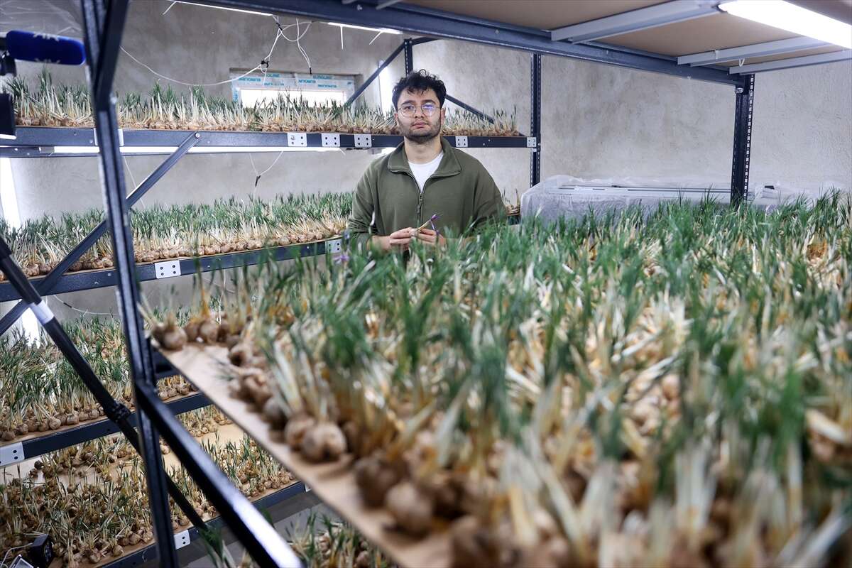 konyada-topraksiz-uretimle-asgari-ucretin-4-kati-fazlasini-kazaniyor-sarayonu-safran