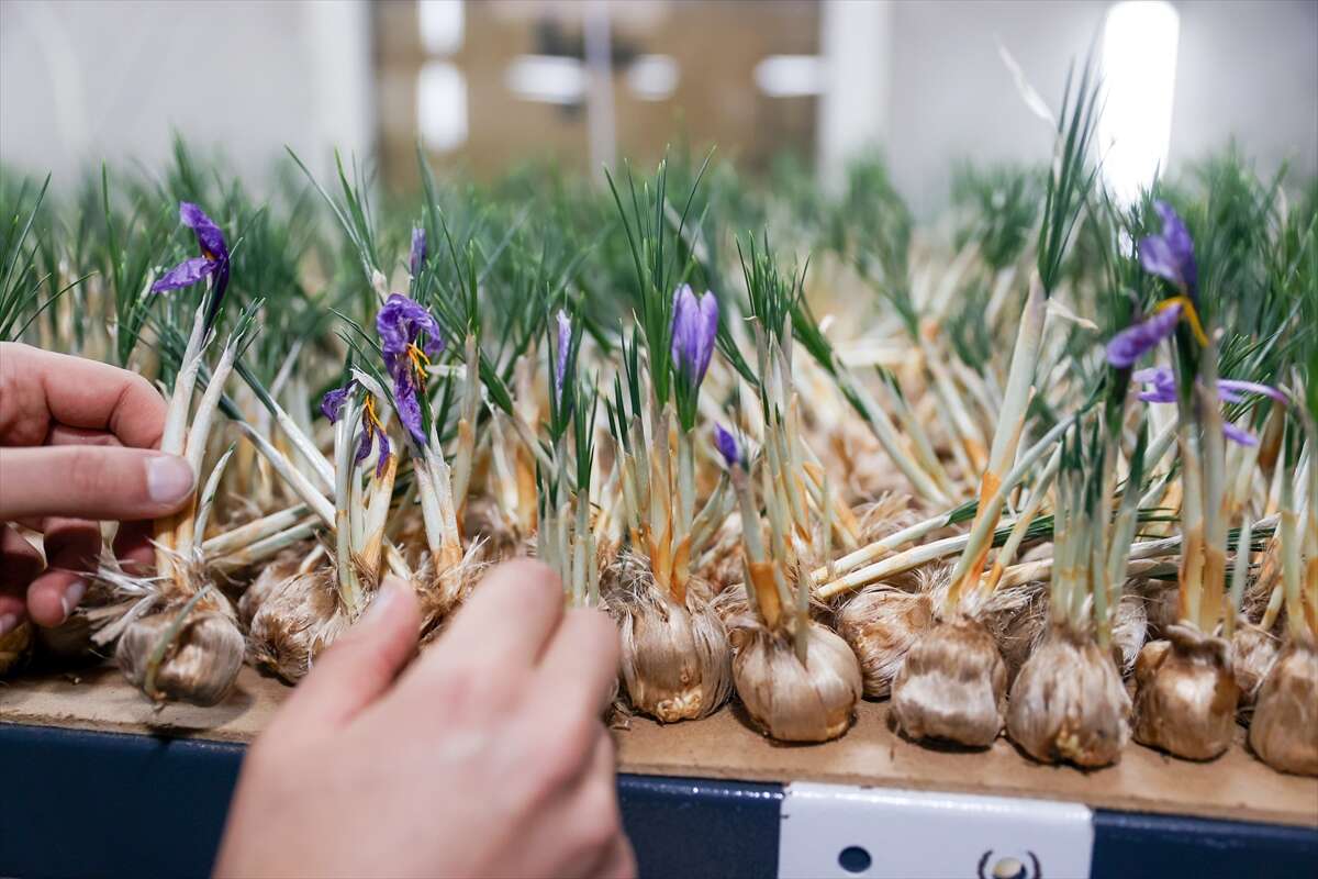 konyada-topraksiz-uretimle-asgari-ucretin-4-kati-fazlasini-kazaniyor-sarayonu-safran