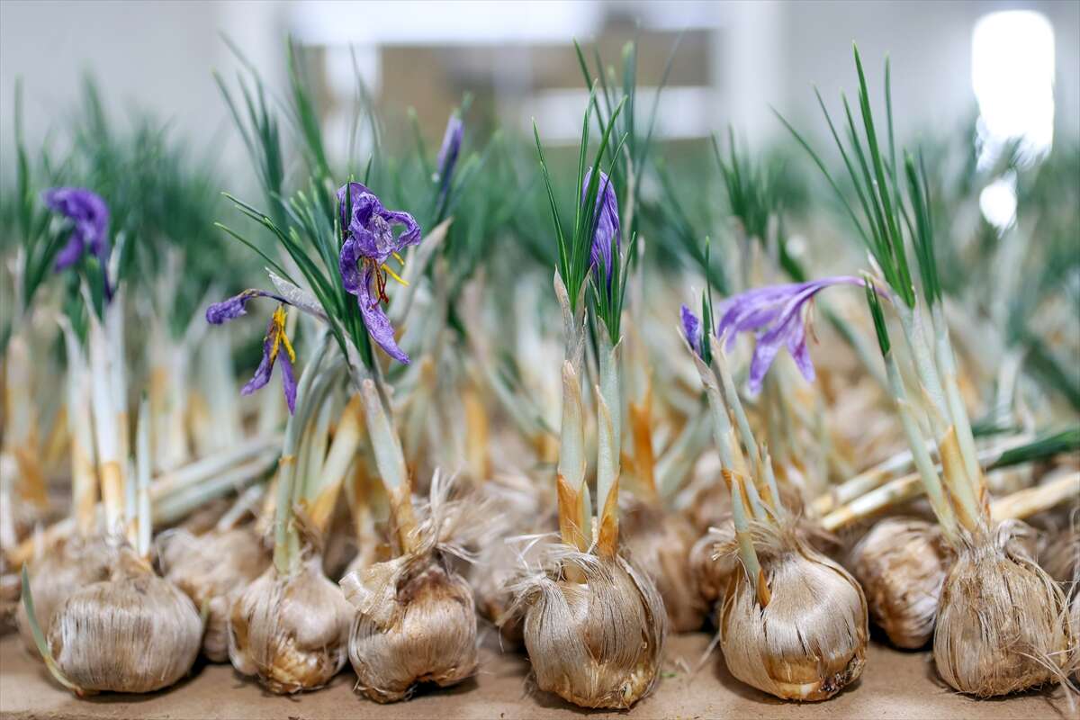 konyada-topraksiz-uretimle-asgari-ucretin-4-kati-fazlasini-kazaniyor-sarayonu-safran