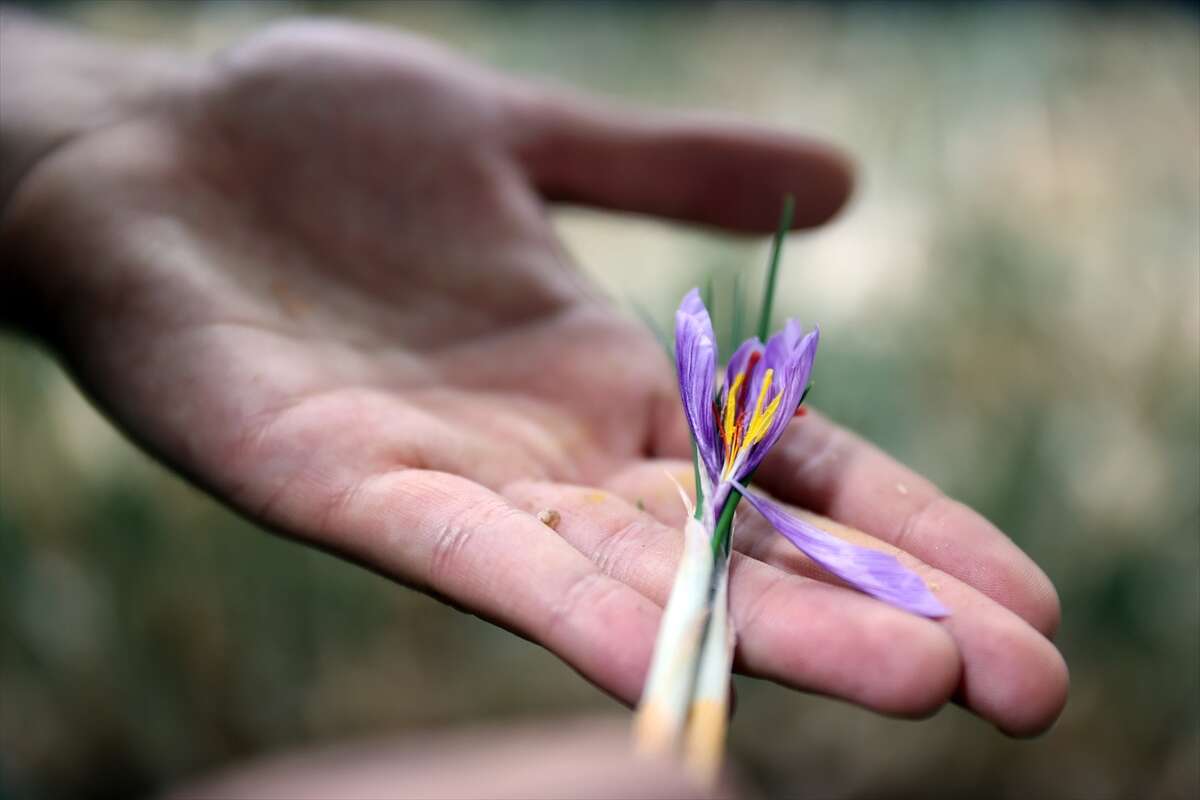 konyada-topraksiz-uretimle-asgari-ucretin-4-kati-fazlasini-kazaniyor-sarayonu-safran