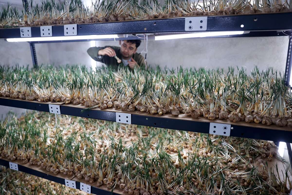 konyada-topraksiz-uretimle-asgari-ucretin-4-kati-fazlasini-kazaniyor-sarayonu-safran