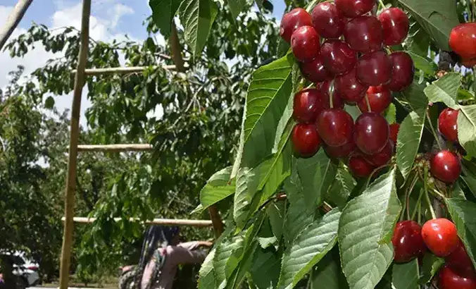 konyanin-kirmizi-altininda-kritik-donem