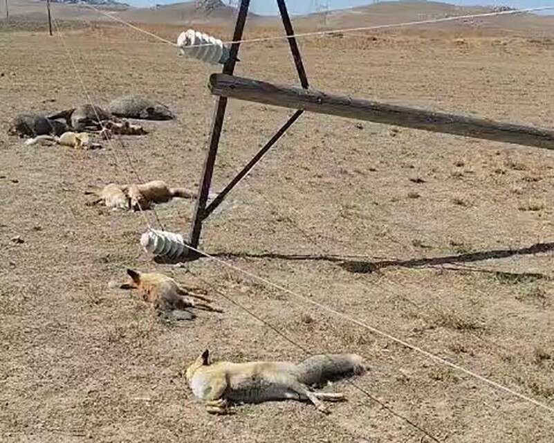 hayvanlarini-otlatan-besici-hayatinin-sokunu-yasadi-6-tilki-3-yaban-domuzu