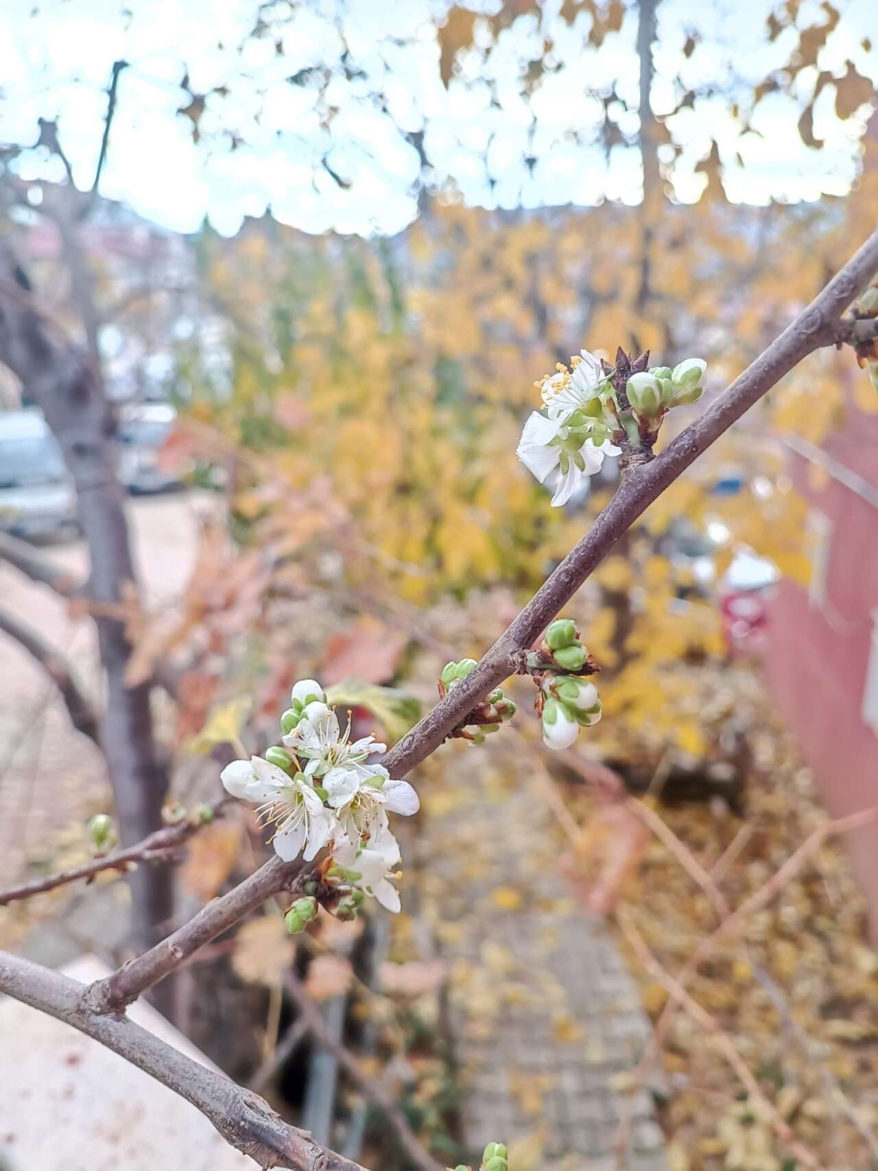 konyada-sasirtan-goruntu-erik-agaci-kasim-sonunda-cicek-acti