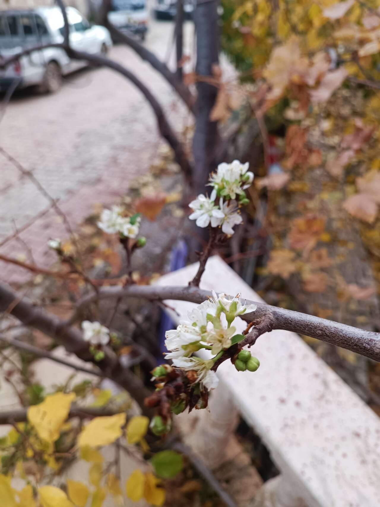 konyada-sasirtan-goruntu-erik-agaci-kasim-sonunda-cicek-acti