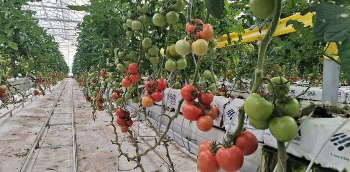 kurakligin-vurdugu-konyada-topraksiz-tarim-atagi