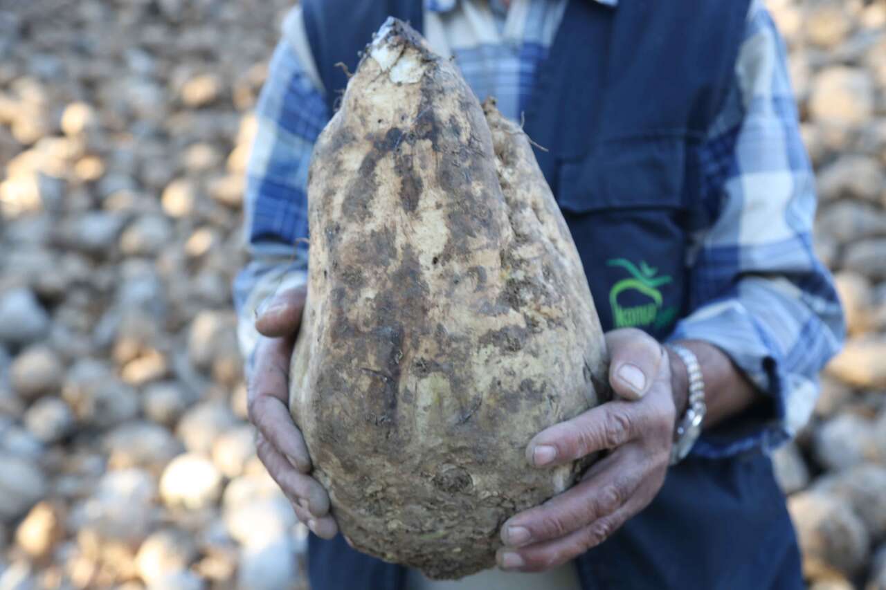 konyada-pancar-sezonu-nasil-gecti