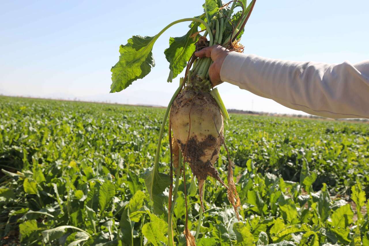 konyada-pancar-sezonu-nasil-gecti