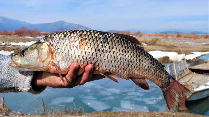 konyanin-unlu-kefali-artik-resmen-tescilli