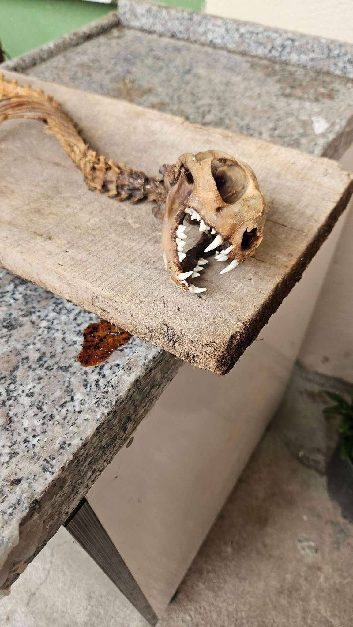 ahirda-buldugu-iskeleti-gorunce-ekiplere-haber-verdi-ilk-kez-boyle-bir-sey-gordum