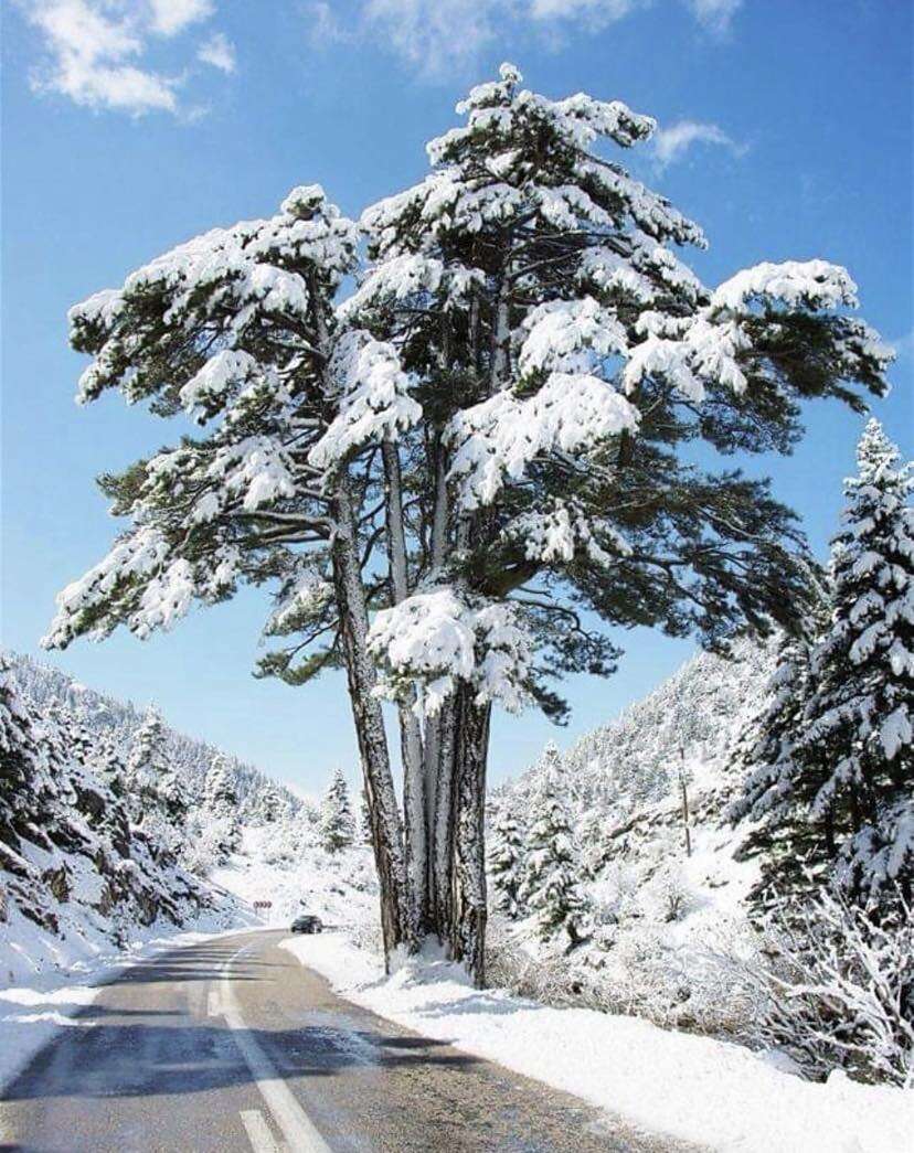 bes-kardesler-agaci-konya