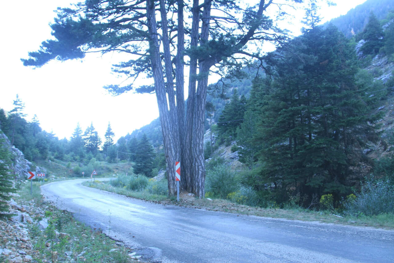 bes-kardesler-agaci-konya