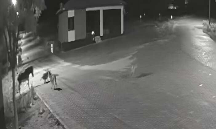 konyada-mahalleye-inen-ac-kurtlar-dehset-sacti-sokak-ortasinda-parcalandi