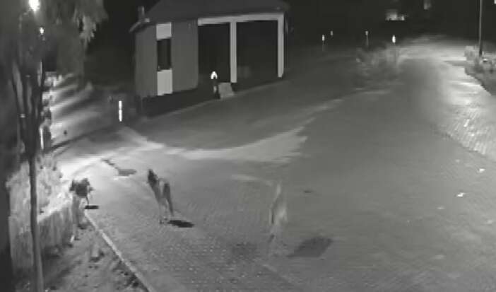 konyada-mahalleye-inen-ac-kurtlar-dehset-sacti-sokak-ortasinda-parcalandi