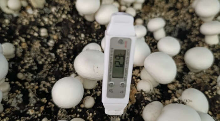 konyada-ureticiye-yeni-gelir-kapisi-acildi-bir-ilce-oldukca-iddiali-beysehir-kultur-mantari