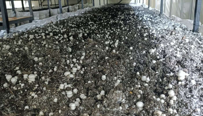 konyada-ureticiye-yeni-gelir-kapisi-acildi-bir-ilce-oldukca-iddiali-beysehir-kultur-mantari