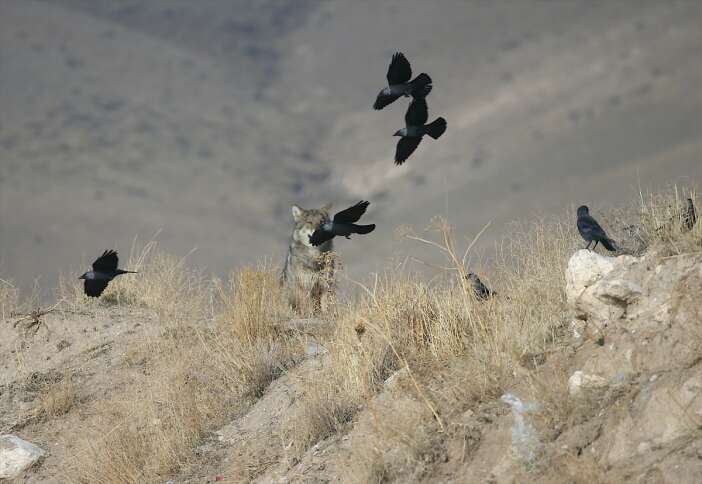 yiyecek-bulamayan-kurt-ilceye-indi-kars
