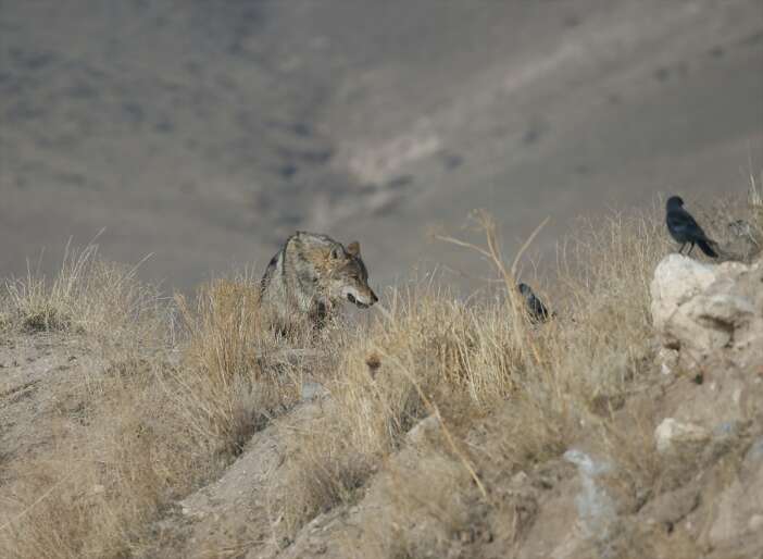 yiyecek-bulamayan-kurt-ilceye-indi-kars