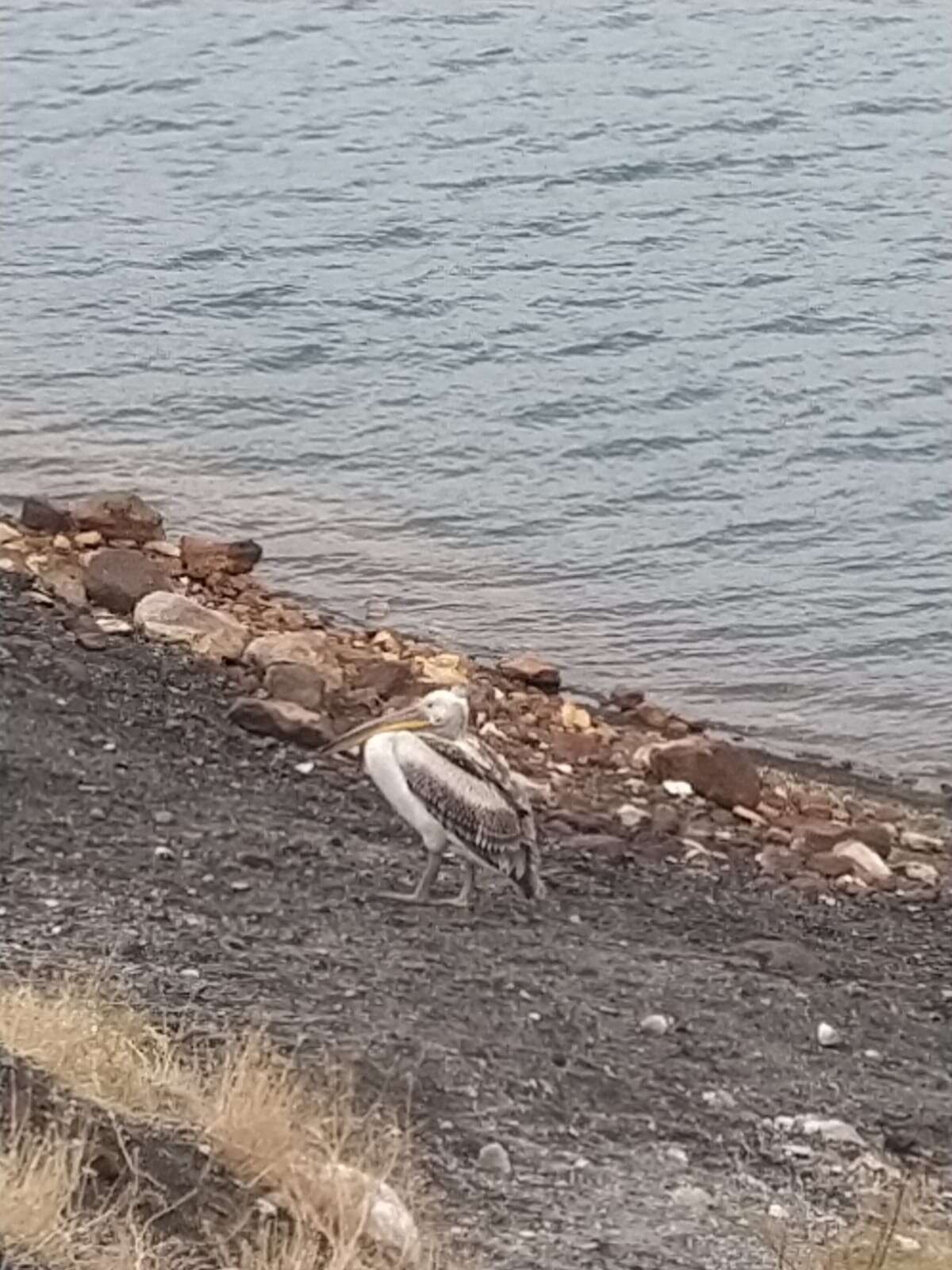 konyada-nadir-gorulen-misafir-vatandaslarin-ilgisini-cekti